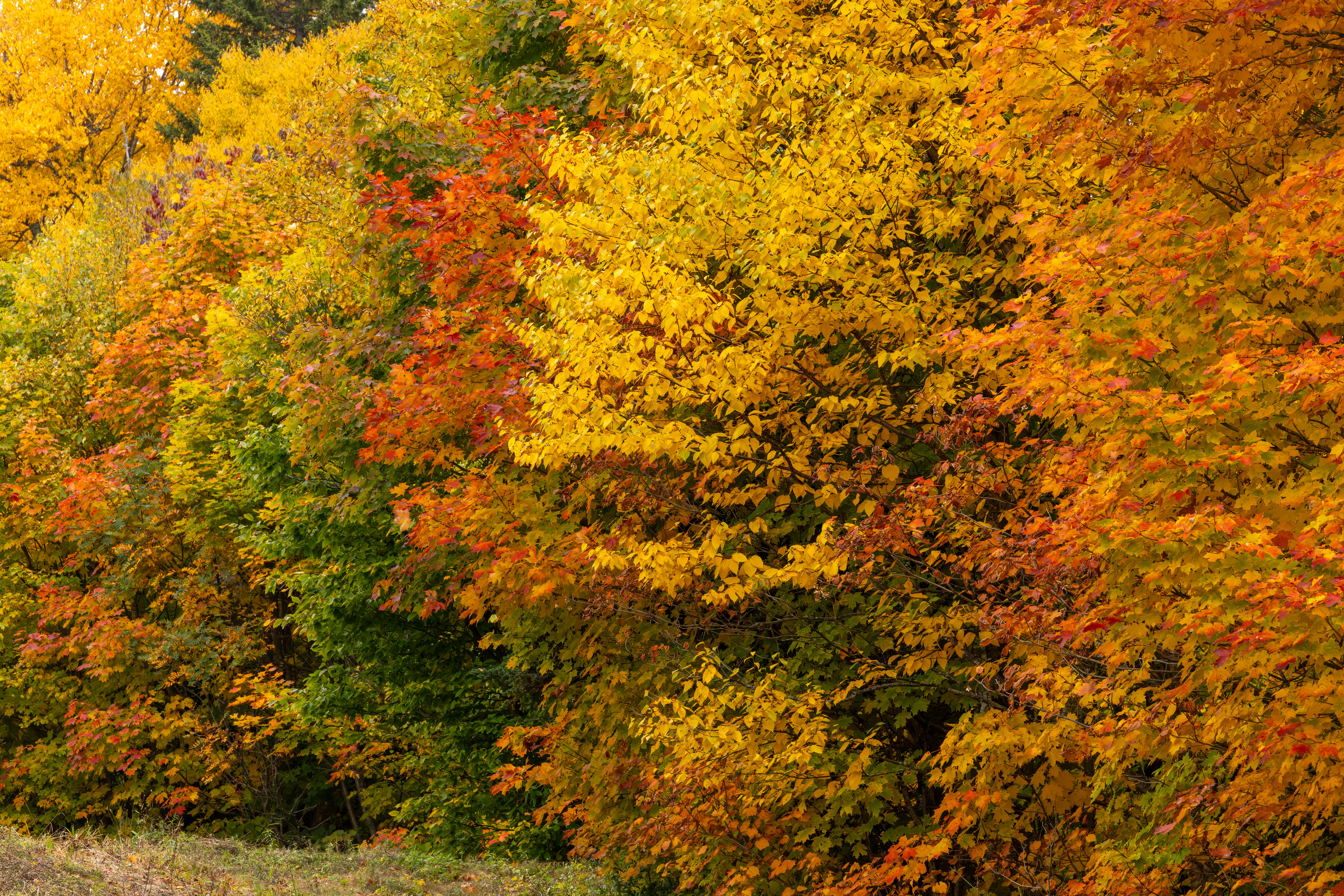 Vibrant autumn foliage with shades of yellow, orange, and red in a forest setting.